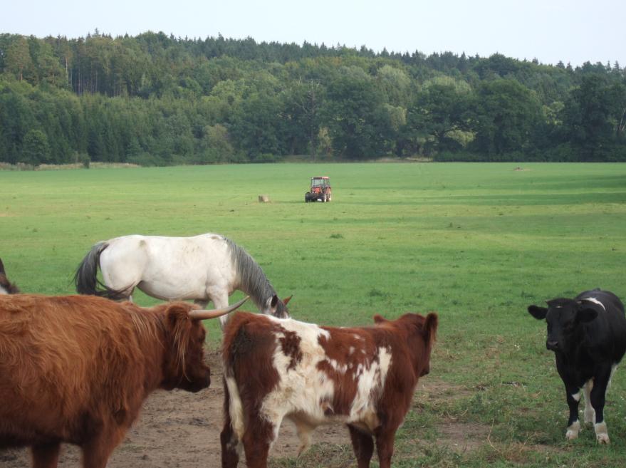 Stádo krav, koník a Zetor !!!