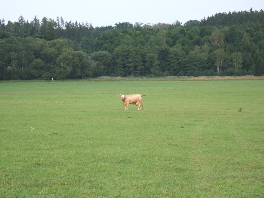 Kráva